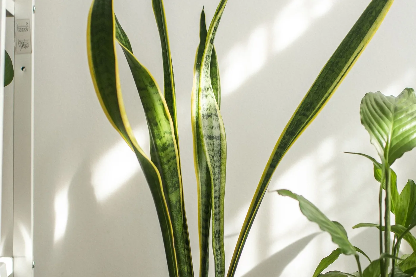 Long patterned houseplant leaves catching daylight by a wall.